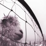 Pearl Jam Vs. (Vinly Edition) - Plak
