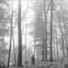 Taylor Swift Folklore - Plak
